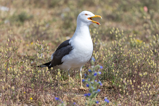 yellow-legged European herring gull (Larus argentatus)