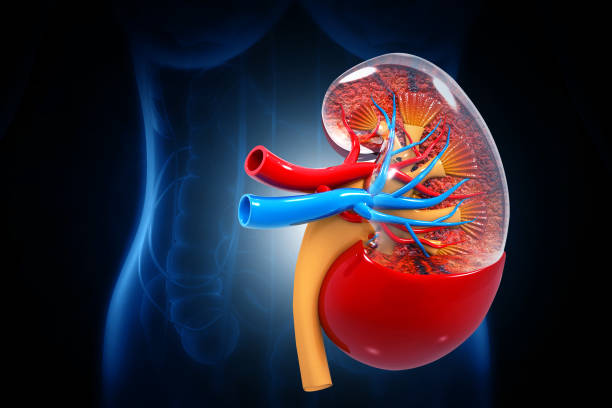 istock Human kidney anatomy structure, kidney disease. 3d illustration 1639906797