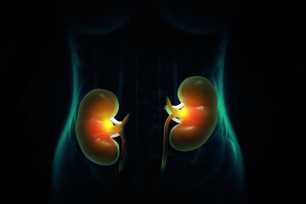 istock Kidneys human renal realistic 3d illustration 1639910490