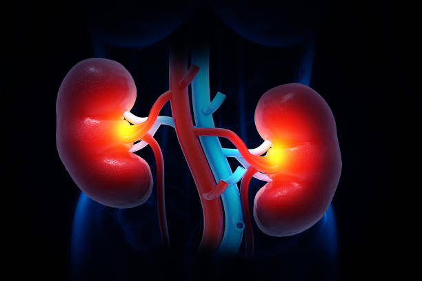 istock Kidneys human renal realistic 3d illustration 1639910493