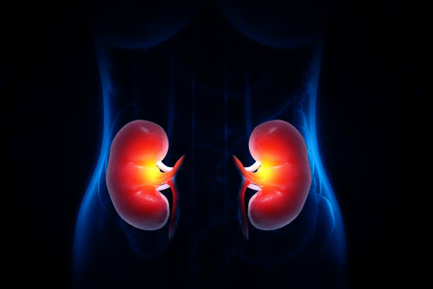 Human Kidney anatomy. 3d illustration