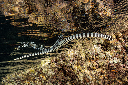 Banded Sea Snake Laticauda colubrina on a outer reef swimming to surface, looking for fresh water. Sea Snakes need to drink fresh water and regularly come onto land for that purpose. 
The Banded Sea Snake Laticauda colubrina occurs in tropical Indo-Pacific. 
Males maximum length 88 cm, females 142 cm. 
The Banded Sea Snake is often seen in large numbers in the company of hunting parties of giant trevally (Caranx ignobilis) and goatfish. Their cooperative hunting technique is similar to that of the moray eel, with the Snakes flushing out prey from narrow crevices and holes. 
Triton Bay, Kaimana Regency, West Papua Province, Indonesia, 
3°55'0.7321 S 134°6'7.7298 E