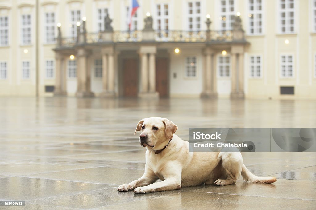 Perro en el Castillo de Praga - Foto de stock de Castillo de Hradcany libre de derechos