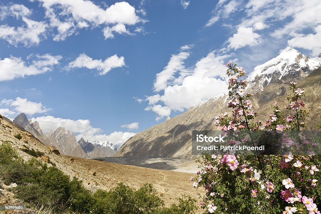 Karakorum Flora in Nordpakistan - Lizenzfrei Asien Stock-Foto