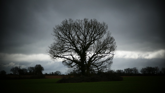 single tree