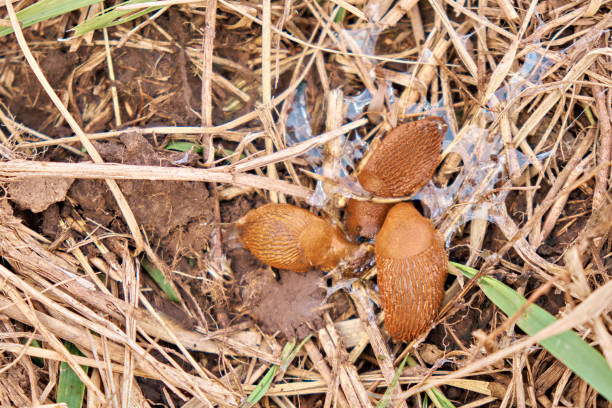 istock Three large red Spanish slugs that are together in the grass. Up close 1639918502