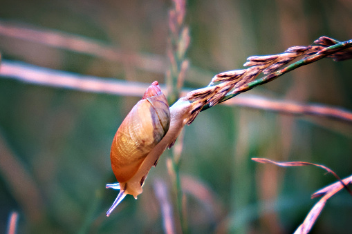 A small snail is on the tip of a blade of grass. Close-up