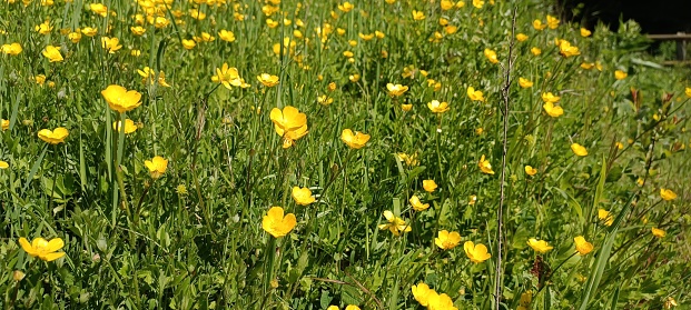 Discover natural beauty: the magical buttercup in the picturesque meadow