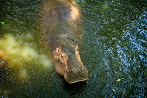 hippo in the water