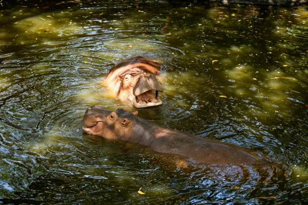 two hippopotamus in the water