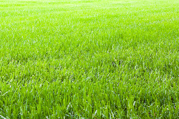 campo d'estate erba verde, spazio di copia - grass meadow textured close up foto e immagini stock