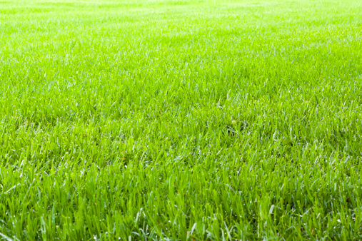 Field of summer green grass. Perfect for a soft green spring or summer background, full frame horizontal composition with copy space