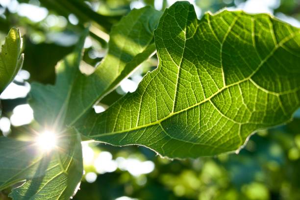 feuilles de figuier au lever du soleil - morning italy shadow sunlight photos et images de collection