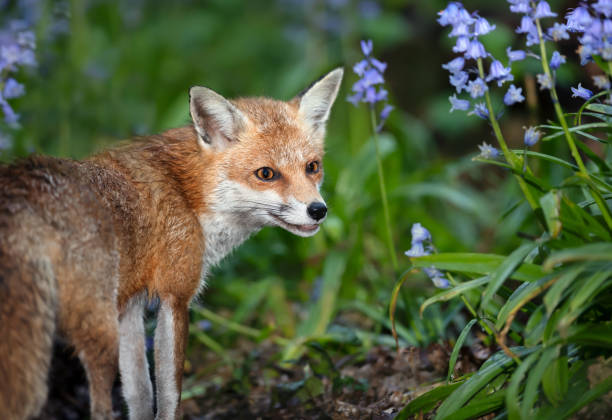 istock Red fox amongst bluebells in spring 1639968115