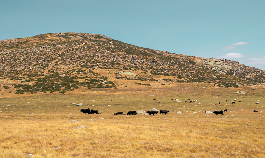 Summer pastures in a high mountain area used by cattle.