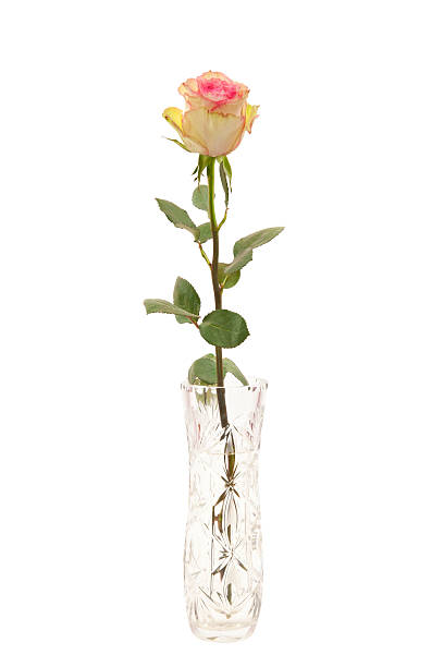 istock beautiful rose in  crystal vase on  white background 163997682