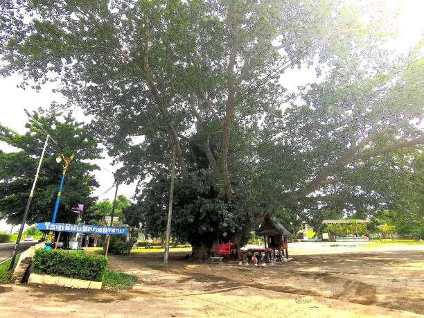istock Bodhi Tree in Wat Khongkharam 1639984127
