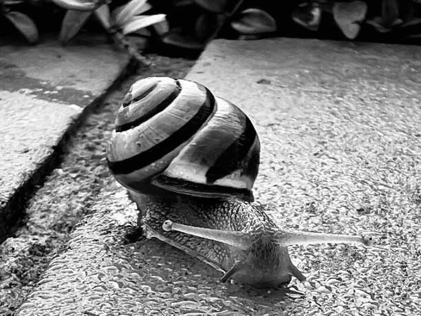 Close up of a snail on a brick wall