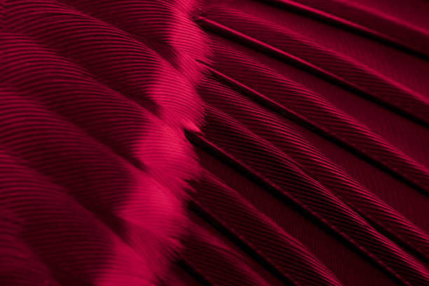 istock red feather tit macro photo. texture or background 1639991251