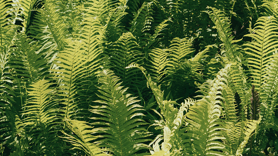 Overheard view of group of green ferns swirling together.