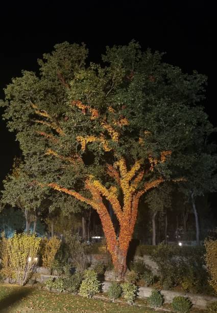 istock Colors of Autumn on a Ever Green Tree 1640026299