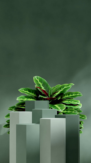 calathea houseplant, rendering 3d mockup template green hexagon shape podium in portrait