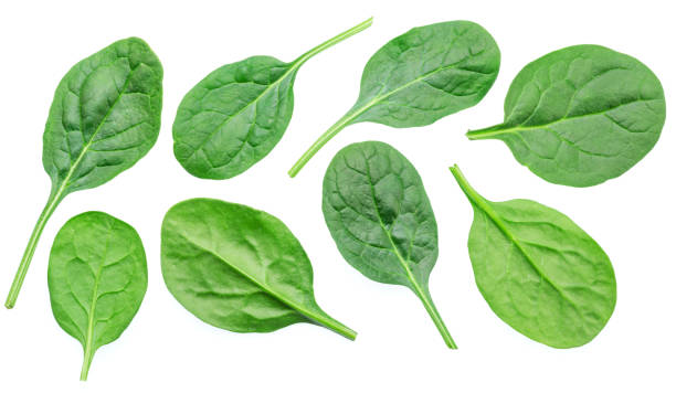 istock Set of green fresh spinach leaves isolated on white background. 1640042088