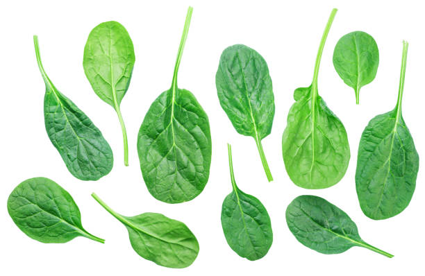 istock Set of green fresh spinach leaves isolated on white background. 1640042097