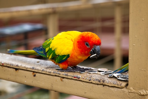 parrot eating sunflower seeds