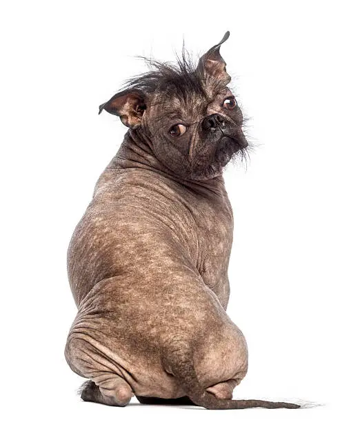 Rear view of a Hairless Mixed-breed dog, mix between a French bulldog and a Chinese crested dog, sitting and looking at the camera in front of white background