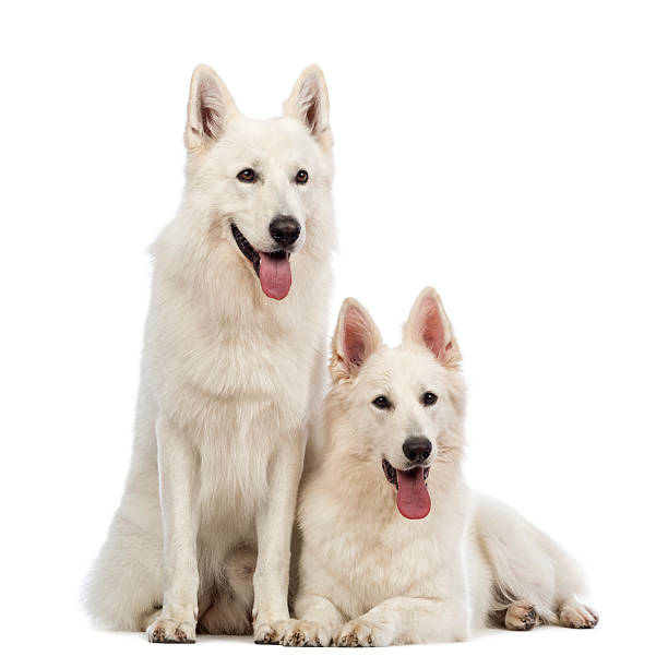istock Two Swiss Shepherd dogs, panting, lying and sitting 164006022