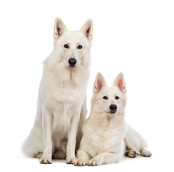 istock Two Swiss Shepherd dogs, 5 years old, lying and sitting 164006052