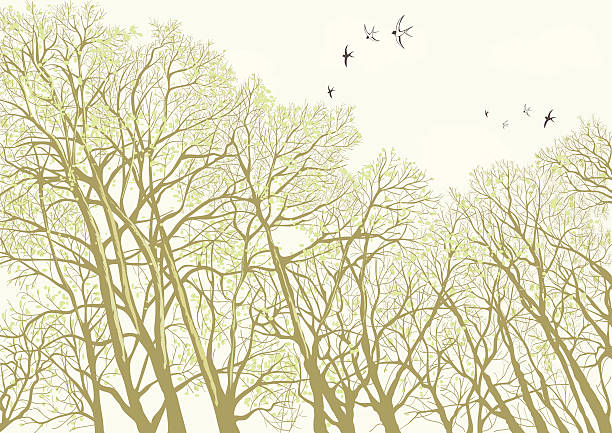 Trees vector art illustration