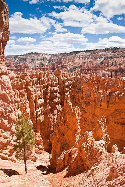Lone Ponderosa Pine in a Slot Canyon Bryce Canyon is famous for its tall thin spires of rock known as hoodoos. Hoodoos start with an initial deposition of rock. Then over time the rock is uplifted then eroded and weathered. Hoodoos typically consist of relatively soft rock topped by harder, less easily eroded stone that protects each column from the weather. Hoodoos generally form within sedimentary rock such as sandstone. These hoodoos were photographed from the Navajo Loop Trail in Bryce Canyon National Park, Utah, USA. jeff goulden bryce canyon national park stock pictures, royalty-free photos & images