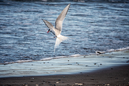 Arctic Tern on a black sand beach in northern Iceland