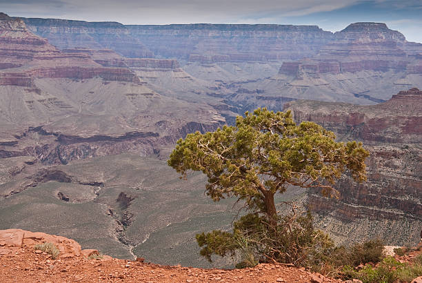 Lone Juniper on Canyon Edge The Grand Canyon is a steep-sided canyon carved by the Colorado River. It is 277 miles long, up to 18 miles wide and attains a depth of over a mile. The canyon and adjacent north and south rims are contained within Grand Canyon National Park, the Kaibab National Forest, Grand Canyon-Parashant National Monument, the Hualapai Indian Reservation, the Havasupai Indian Reservation and the Navajo Nation. In the Grand Canyon the carving of the Colorado River has exposed nearly two billion years of the earth's geological history and created some stunning scenery. This scene of a lone juniper on the canyon edge was photographed from Cedar Ridge in Grand Canyon National Park, Arizona, USA. jeff goulden grand canyon national park stock pictures, royalty-free photos & images