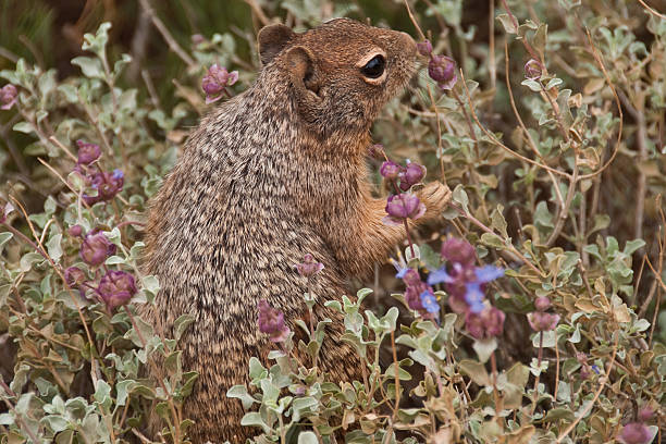 Rock Squirrel Eating The Rock Squirrel (Spermophilus variegatus) is fairly large ground squirrel but can also be seen climbing boulders, rocks and trees. It is typically 17-21 inches long, with a bushy tail up to 8 inches long. Rock squirrels are grayish-brown, with some patches of cinnamon color. They have a light-colored ring around their eyes and pointed ears that project well above their heads. In the northern reach of their habitat, rock squirrels hibernate during the colder months of the year. In southern areas, rock squirrels may not hibernate at all. The diet of the rock squirrel is predominantly herbivorous, consisting mostly of leaves, stems and seeds. They may also eat some insects and other small animals. Because of high human visitation, rock squirrels have become the most dangerous animals at the national parks of the American Southwest. Rock squirrels attack more tourists at the Grand Canyon than any other wild animal. Attacks have become so common that park rangers have begun warning tourists about the dangers. This rock squirrel was photographed at Cedar Ridge in Grand Canyon National Park, Arizona, USA. jeff goulden grand canyon national park stock pictures, royalty-free photos & images