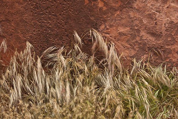 Wild Grasses and Red Rock The Grand Canyon is a steep-sided canyon carved by the Colorado River. It is 277 miles long, up to 18 miles wide and attains a depth of over a mile. The canyon and adjacent north and south rims are contained within Grand Canyon National Park, the Kaibab National Forest, Grand Canyon-Parashant National Monument, the Hualapai Indian Reservation, the Havasupai Indian Reservation and the Navajo Nation. In the Grand Canyon the carving of the Colorado River has exposed nearly two billion years of the earth's geological history and created some stunning scenery. This scene of wild grasses was photographed from Cedar Ridge in Grand Canyon National Park, Arizona, USA. jeff goulden grand canyon national park stock pictures, royalty-free photos & images