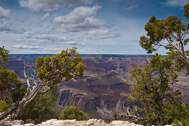 istock Trees on the Canyon Rim 164006590