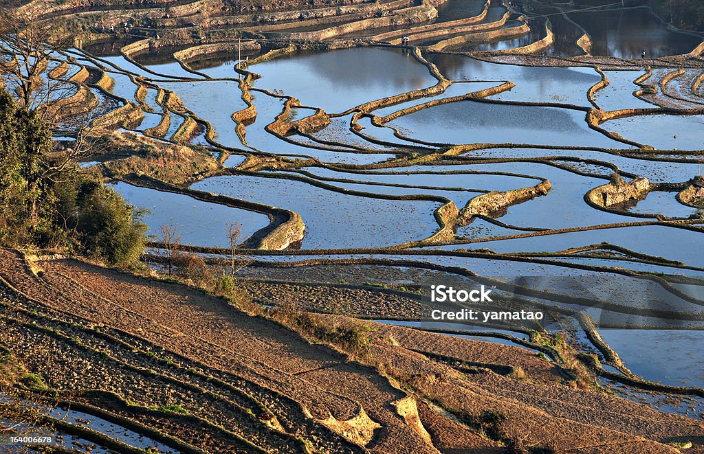 terrace campos - Royalty-free Agricultura Foto de stock