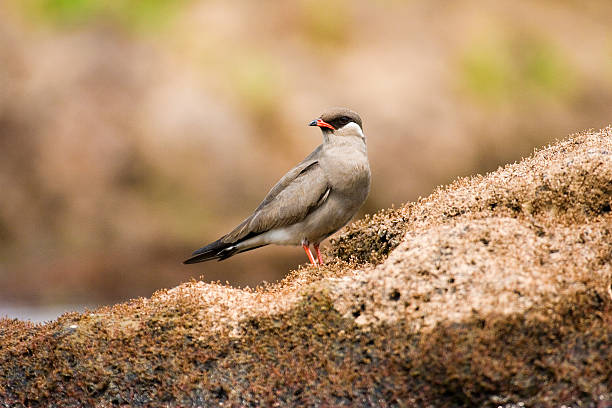 Rock Pratincole male on the ground in Zambia stock photo