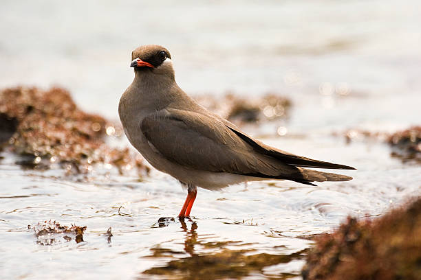 Rock Pratincole male standing in water Zambia stock photo