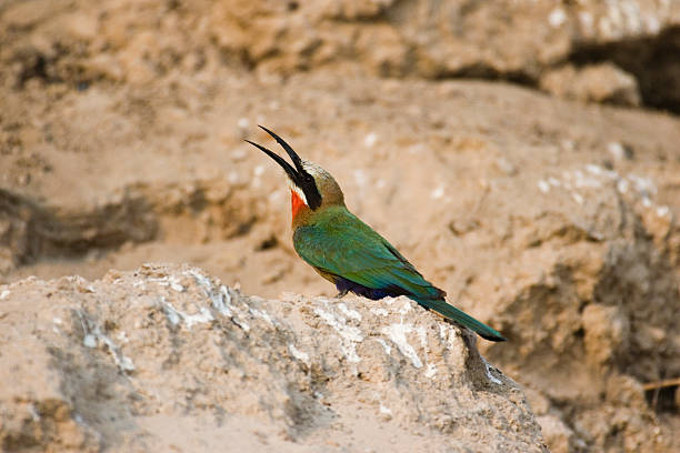 White Fronted Bee Eater on rock Zambia stock photo