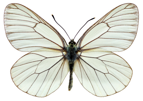 Aislado mariposa blanca del espino majuelo photo