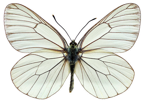 isolato pieride del biancospino - black veined white butterfly foto e immagini stock
