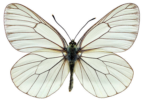 Isolated Black-veined White butterfly