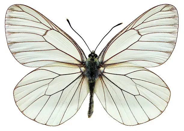 Black-veined White (Aporia crataegi) isolated on white background