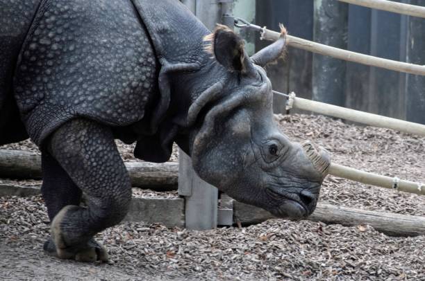 istock Rhinoceros at a zoo 1640086544