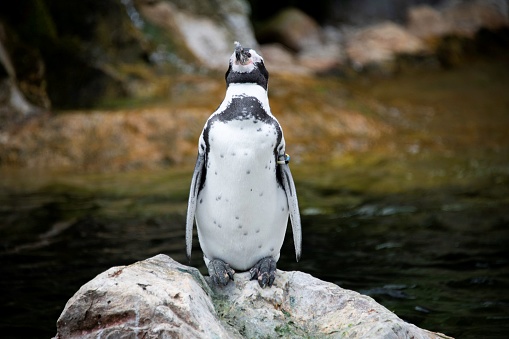 small Humboldt penguin standing on a rock at a zoo