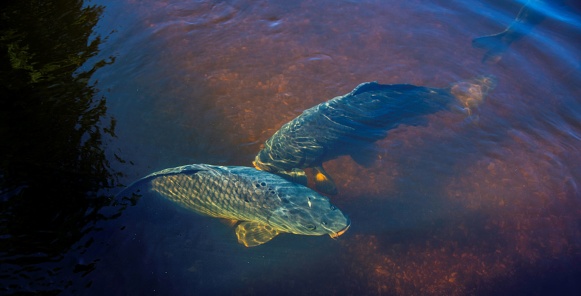 two carps swimming in the shallow water of a lake